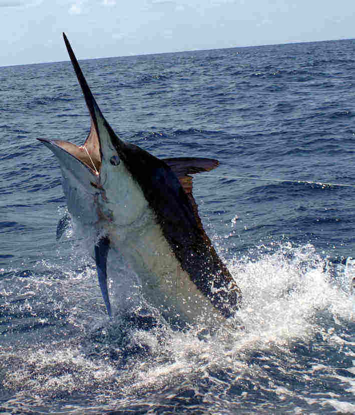 Tamarindo fishing charters
