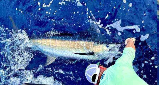 tamarindo fishing charters tamarindo fishing charters