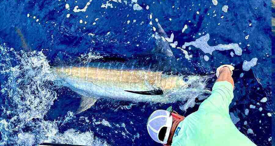 tamarindo fishing charters
